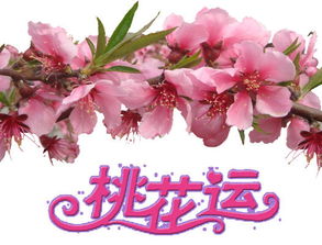 關(guān)于桃花運很旺的詩句