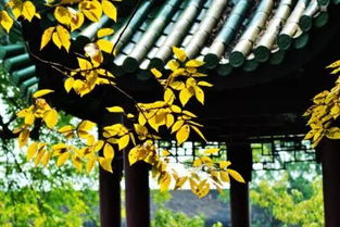 不覺(jué)初秋夜?jié)u長(zhǎng)相對(duì)的古詩(shī)句