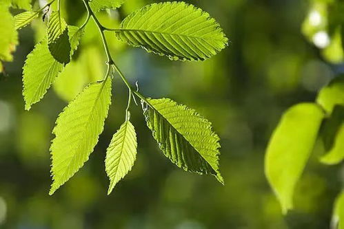 桑榆,詩句,一詞