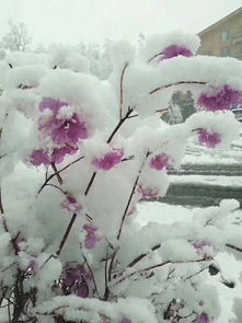 描寫五月飛雪的古詩句