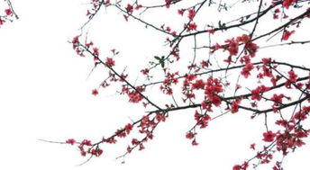 關(guān)于梅花的詩(shī)句整首詩(shī)