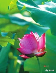 夏天美景的古詩句