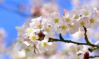 日本關(guān)于櫻花的唯美詩句