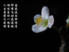 關(guān)于梨花的小學(xué)詩句古詩