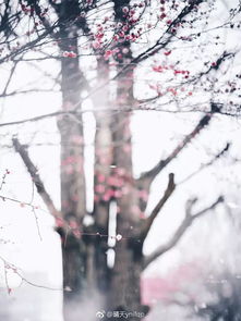關(guān)于冬天梅花開時(shí)的詩(shī)句