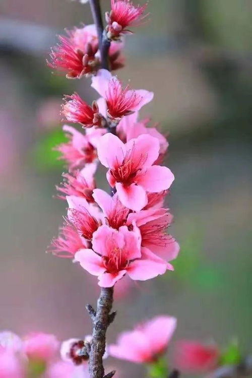 關于桃花依舊笑春風的詩句