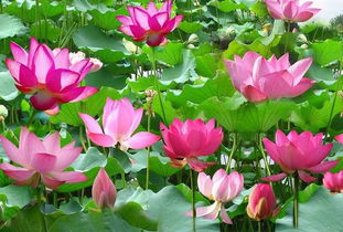 關(guān)于荷花花的詩句古詩