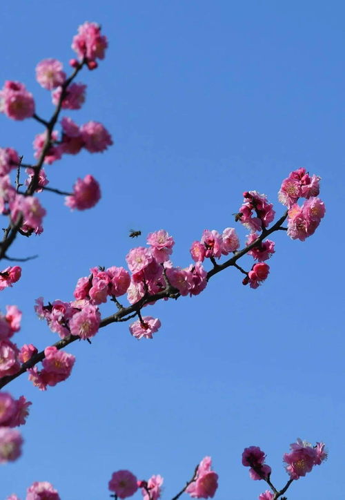 關(guān)于萬(wàn)物復(fù)蘇百花盛開的詩(shī)句