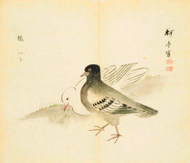 詩經(jīng)中描寫關(guān)于鳥的詩句
