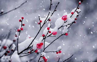描寫梅花的優(yōu)美古詩句,含有梅花的古詩小學,含有梓的優(yōu)美古詩