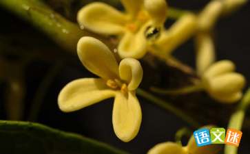關(guān)于桂花香的經(jīng)典詩句大全