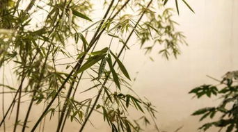 有關(guān)竹子的詩(shī)句古詩(shī)一年級(jí),小學(xué)關(guān)于竹子的詩(shī)句古詩(shī),關(guān)于春天竹子的詩(shī)句古詩(shī)