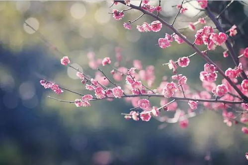形容堅(jiān)持夢(mèng)想的古詩(shī),有關(guān)堅(jiān)持夢(mèng)想的古詩(shī),古詩(shī)形容人生需要堅(jiān)持
