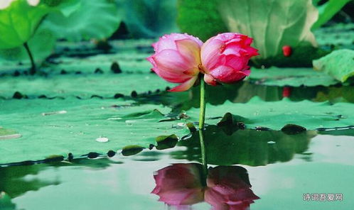 關(guān)于并蒂蓮的虐心詩句