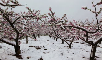 關(guān)于雪中桃花的詩句