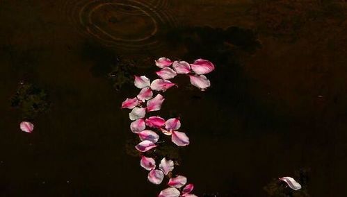 關(guān)于花朵凋謝時(shí)旳詩句