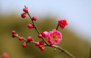 詩句,冬梅