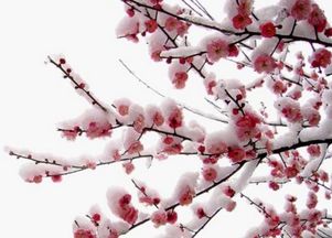 重陽(yáng)節(jié)的詩(shī)句古詩(shī)大全五言絕句