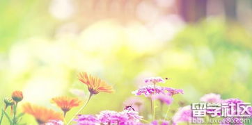 關(guān)于贊揚花的詩句