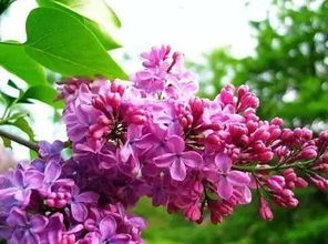 有什么,詩(shī)句,丁香花,中國(guó)