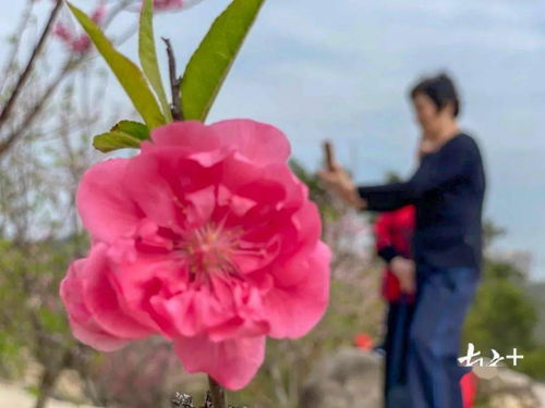 三國以前的含有桃花的古詩句