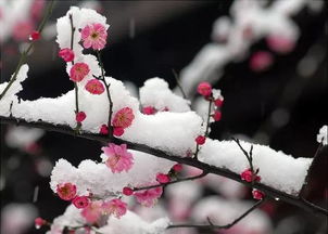 書寫梅花的古詩句