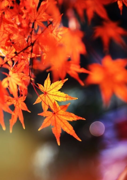 關于楓葉對花錯的詩句古詩