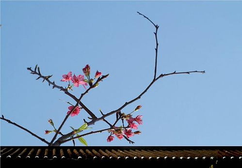 關(guān)于春風(fēng)春花春草的詩(shī)句
