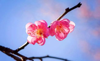 贊美梅花的古詩句都有哪些,贊美梅花的古詩句大全,描寫梅花傲骨的古詩