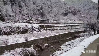 關(guān)于商洛雪的詩句