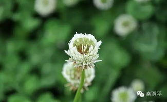 春分關于花的詩句