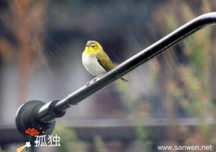雨天孤獨的詩句有哪些,表達(dá)孤獨的詩句有哪些,孤獨無奈的詩句有哪些