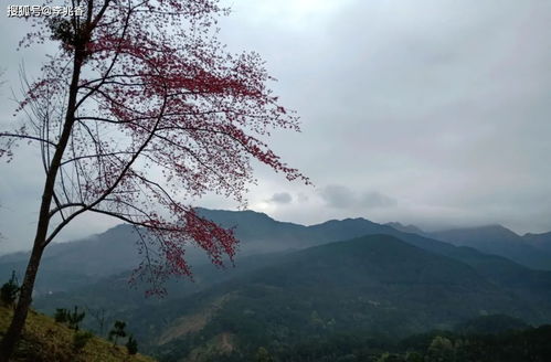關于離家又想家的詩句
