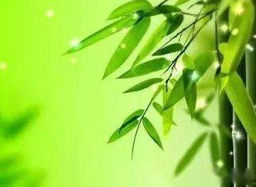 關(guān)于竹子的詩句好詞