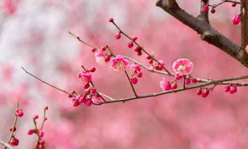 掃樹梅花古詩(shī)句