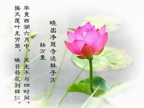 關(guān)于蓮的小詩句