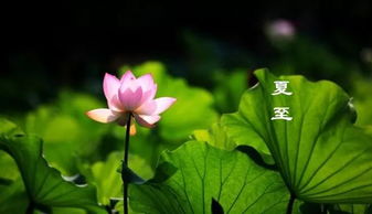 關于夏至的詩句佳作