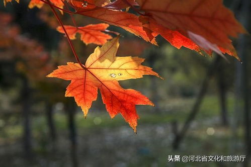 有關(guān)秋天楓葉的詩(shī)句古詩(shī),贊美秋天楓葉的詩(shī)句古詩(shī),描寫秋天楓葉的詩(shī)句古詩(shī)三年級(jí)