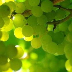 關(guān)于家里葡萄樹(shù)的現(xiàn)代詩(shī)句