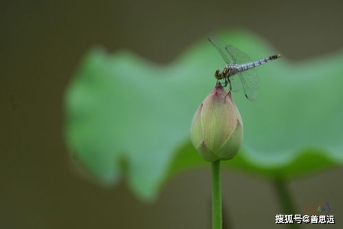你能,兩句,詩句,蜻蜓
