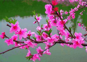 詩句,桃花