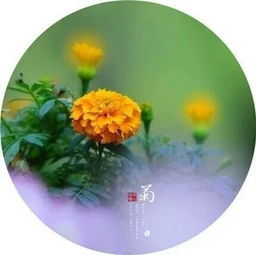 寫菊的詩句五古詩句
