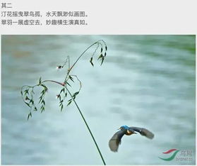 花鳥,詩句