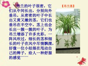 植物王國(guó)的奧秘作文開頭
