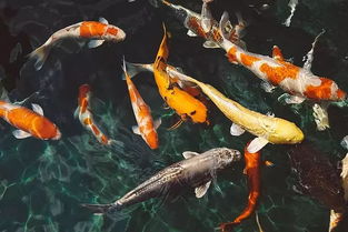 我發(fā)現(xiàn)魚(yú)沒(méi)有眼皮作文的開(kāi)頭