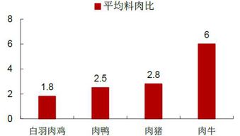 中國肉雞行業(yè)投資分析報(bào)告怎么寫(公司月度財(cái)務(wù)分析報(bào)告怎么寫)