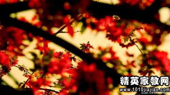 唯美的作文開頭寫景的句子摘抄