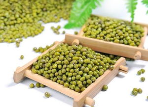 綠豆長(zhǎng)葉了作文開(kāi)頭