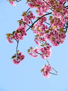 又見櫻花作文開頭