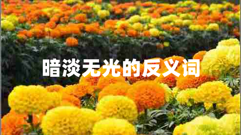 暗淡無光的反義詞